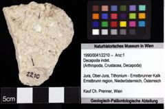 Foto (Objket + Etiketten) von Decapoda indet. 